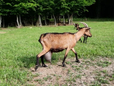 Begova Farma