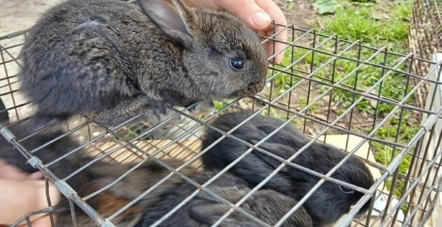 Prodaja zečeva na pijaci