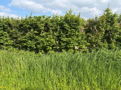Belgijski voćar: ako zabrane pripravke na bazi bakra odustajem od organskog uzgoja krušaka!