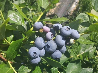 Berba borovnica