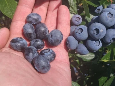 Berba borovnica