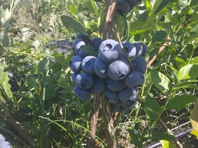 Berba borovnica