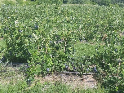 Berba borovnica