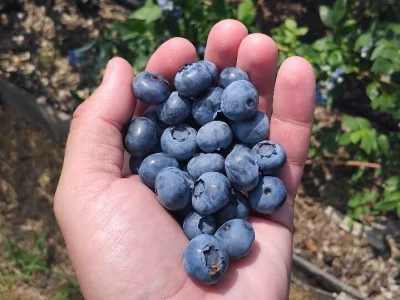 Berba borovnica
