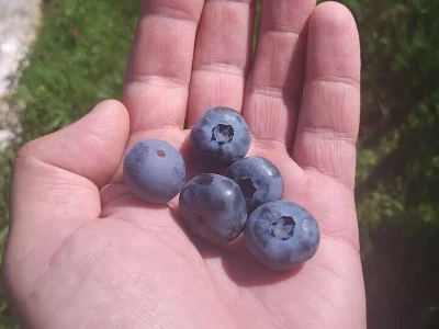Berba borovnica
