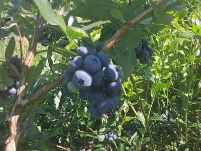 Berba borovnica
