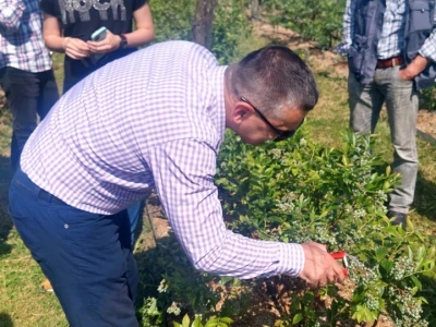 Berba borovnica će kasniti