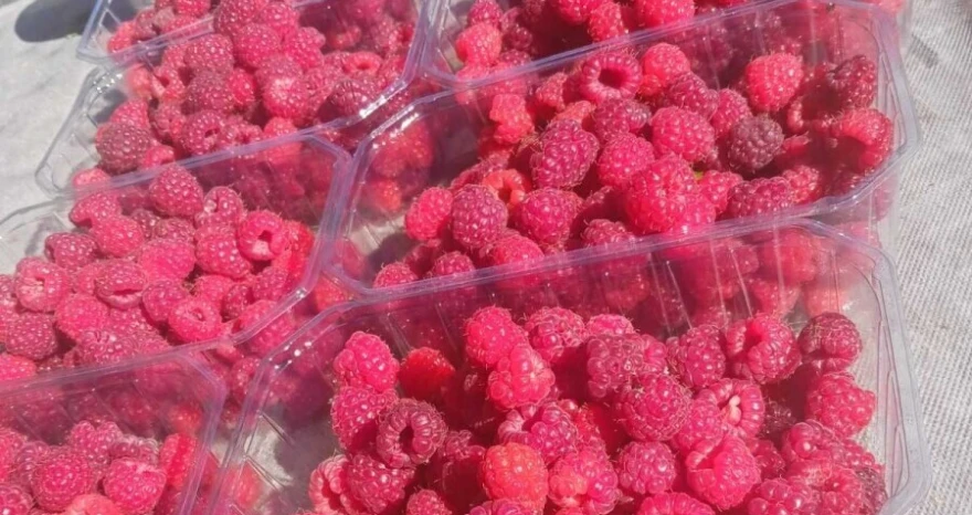 maline