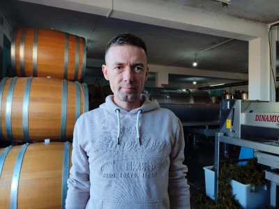 Berba grožđa u Tomislavgradu