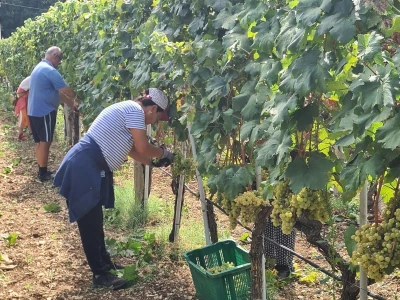 Berba grožđa u vinogradima Milas