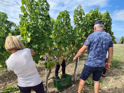 Berba grožđa u vinogradima Milas