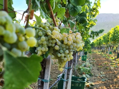 Berba grožđa u vinogradima Milas