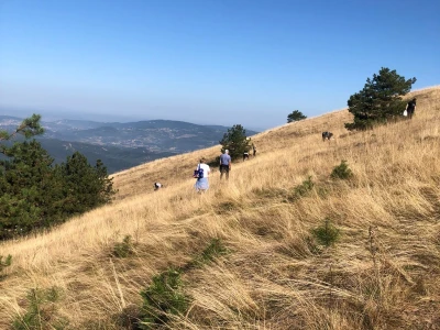 Berba ive na ozrenskom vrhu Gostilj