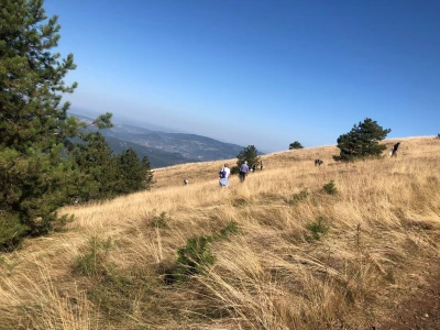 Berba ive na ozrenskom vrhu Gostilj