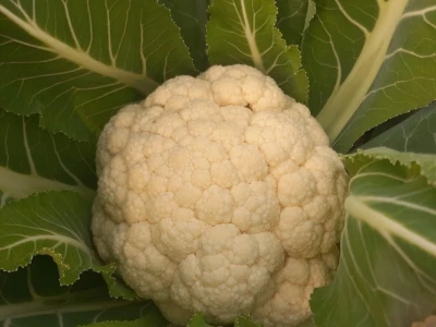 Berba karfiola