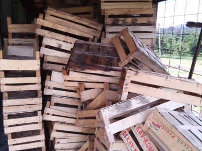 Berba krušaka