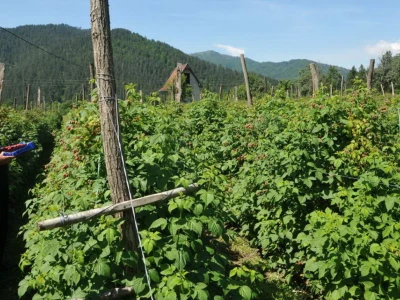 Berba maline