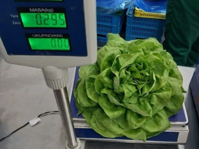 berba salate