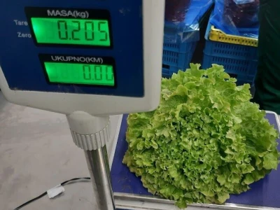 berba salate