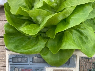 berba salate