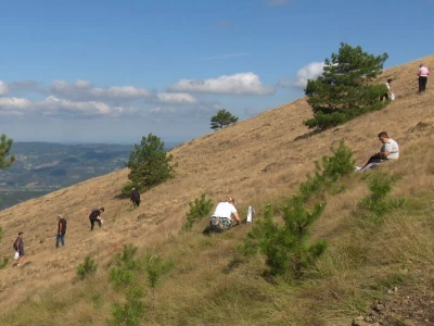 Berba trave Ive