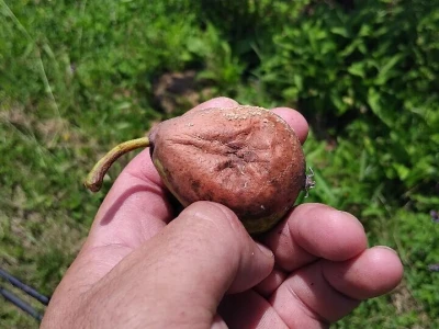 Berba voća