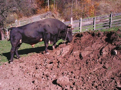 Bik Medonja