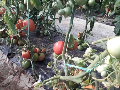 bila puna iskušenja i problema, drugu smo uspješno savladali