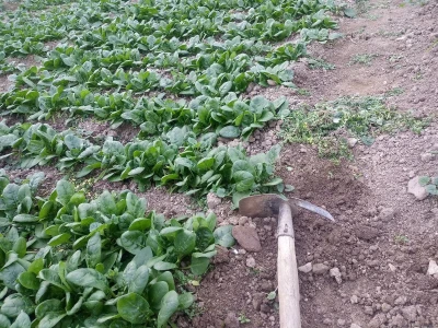 bila puna iskušenja i problema, drugu smo uspješno savladali