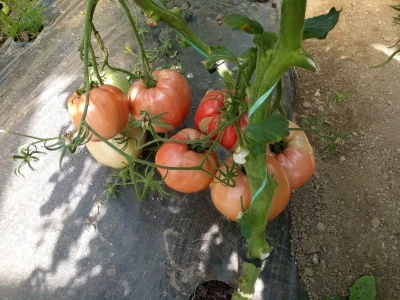 bila puna iskušenja i problema, drugu smo uspješno savladali