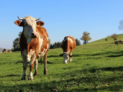 Biohof Ebenbauer - ekološka farma u austrijskim Alpama