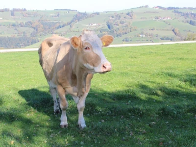 Biohof Ebenbauer - ekološka farma u austrijskim Alpama