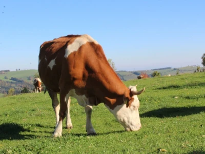 Biohof Ebenbauer - ekološka farma u austrijskim Alpama