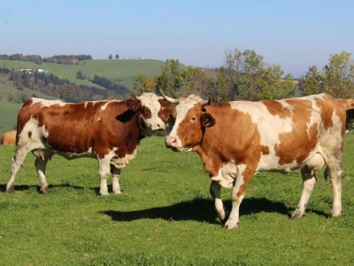 Biohof Ebenbauer - ekološka farma u austrijskim Alpama