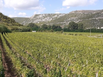 Blaž Enology - Vinske ceste Hercegovine i priča o blatini i žilavki