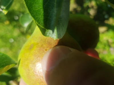 Bolesti i štetni insekti voćaka