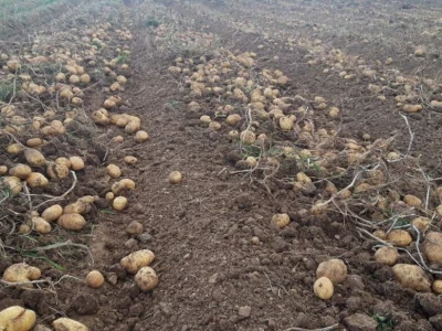 Borički krompir