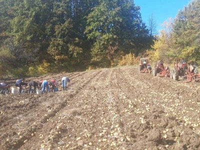 Borički krompir