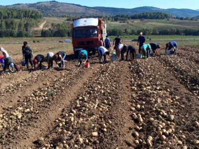 Borički krompir