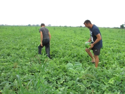 Lubenica jean od aduta u Donjim Karajzovcima
