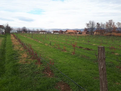plantaza-jakupovic3