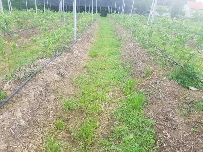 Borovnica