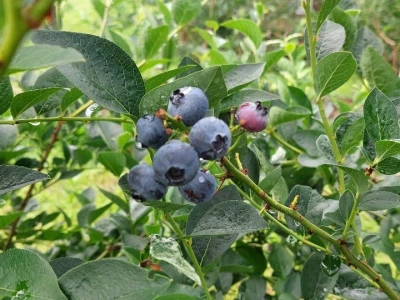 Borovnica