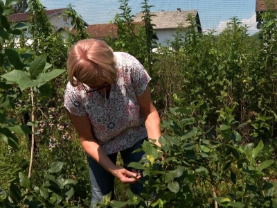 Borovnoice Kakmuž