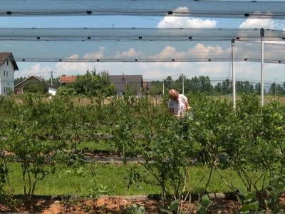Borovnoice Kakmuž