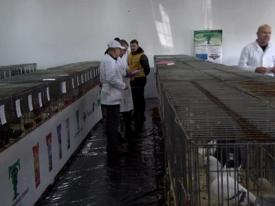 Bosanska džudža čeka međunarodno priznanje; Ekspanzija turskog goluba mardina