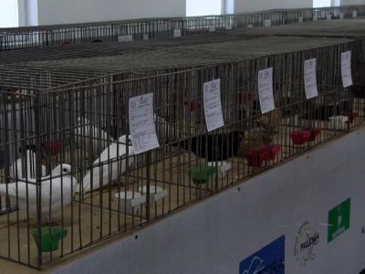 Bosanska džudža čeka međunarodno priznanje; Ekspanzija turskog goluba mardina