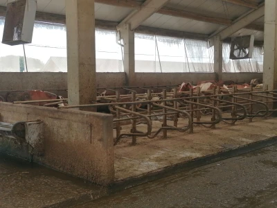 Bosanska farma od milion maraka - krave s nanogicama, domaćin u papučama