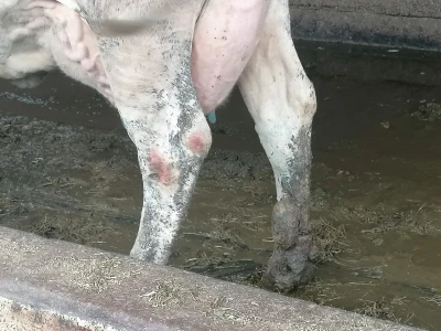 Bosanska farma od milion maraka - krave s nanogicama, domaćin u papučama