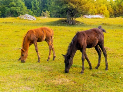 Bosnian Mountain Horse - Bosanski brdski konj Vlašić